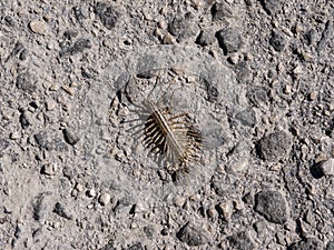 Yellowish-grey hundred-legged house centipede close up top view