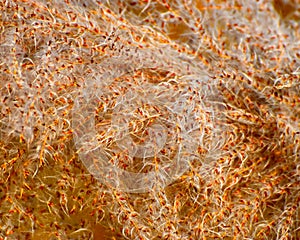 Yellowish infant plant`s flower background photograph