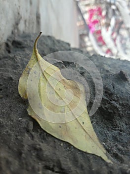 Yellowish leaf