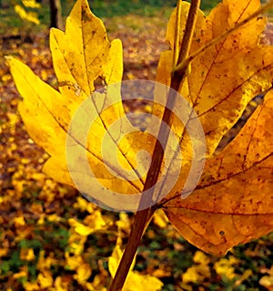 A yellowish leaf