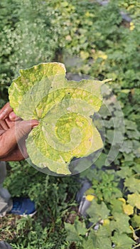 Yellowish Leaf on Agricultural Field