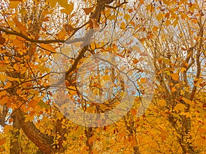 Yellowish leaves of a deciduous tree.