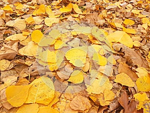 Yellowish leaves of deciduous trees on an autumn scenery.