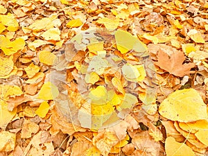 Yellowish leaves of deciduous trees on an autumn scenery.