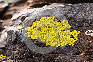 Yellowish lichens growing on light gray rock