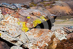 Yellowish lichens growing on light gray rock