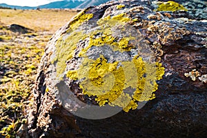 Yellowish lichens growing on light gray rock