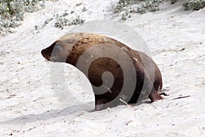 The yellowish mane is peculiarity of australian sea lion