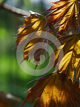 Yellowish maple leaves shining in the sun