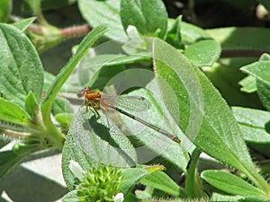 yellowish orange dragonfly resting on a green leaf