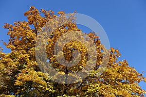 Yellowish orange foliage of maple against blue sky