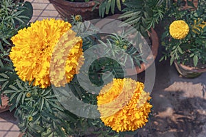 Yellowish orange marigold flowers in a home garden.