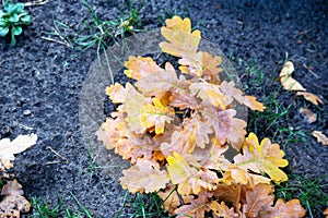 Yellowish orange oak leaves lie on gray-colored sand