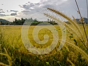 Yellowish paddy field