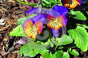 Yellowish pansies with purple petals with dew drops in morning sunlight