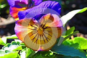 Yellowish pansy with purple petals with dew drops in morning sunlight