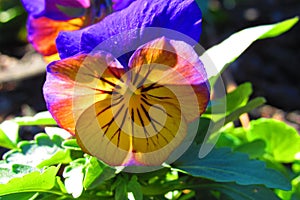 Yellowish pansy with purple petals in morning sunlight