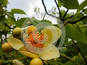 Yellowish petaled Schima sp. of Theaceae
