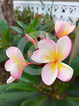 Yellowish Pink frangipani