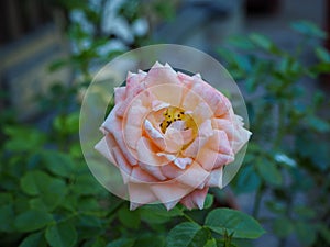 Yellowish pink rose flower with blur green leaves on background