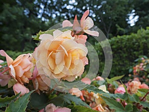 Yellowish pink rose flower at bush close up