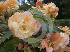 Yellowish pink rose flower at bush close view with blured flowers and green leaves on background