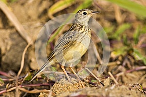 Yellowish Pipit, Anthus lutescens