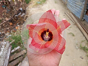 a yellowish red flower on someone& x27;s hand