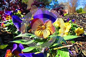 Yellowish Reddish Purplish pansy surrounded by yellow and purple pansies in the morning sunlight