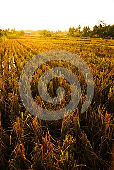 Yellowish ricefield