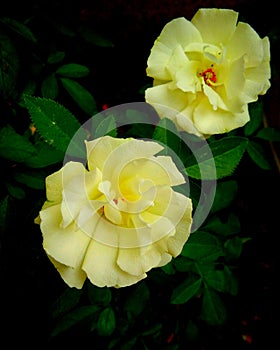 yellowish rose