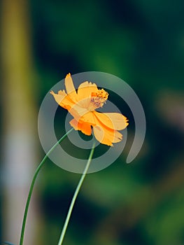 Yellowish small flowers around a garden