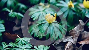 Yellowish small flowers with green leaves in a garden