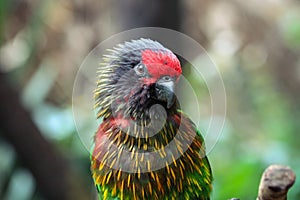 Yellowish streaked Lory