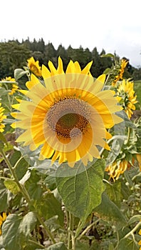 yellowish sun flower