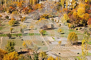 Yellowish trees in autumn