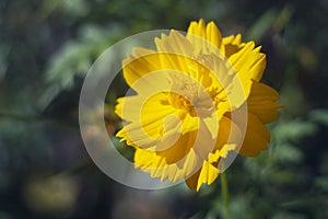 A yellowish tropical flower in the morning