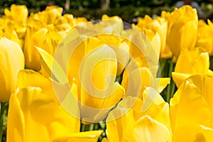 Yellowish tulips field