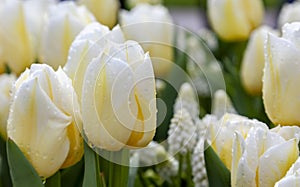 Yellowish Wet Tulips