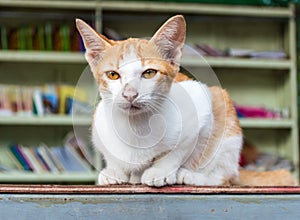 Yellowish white cat library