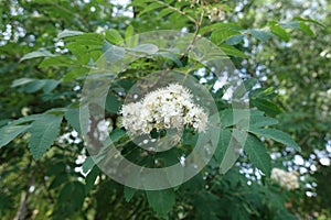 Yellowish white corymb of flowers of rowan