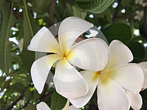 Yellowish white flower