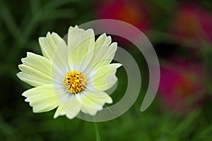 Yellowish white flower