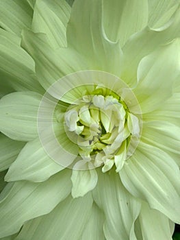 yellowish white flower are blooming photo