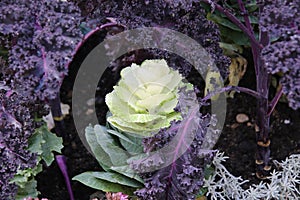 A yellowish white flower