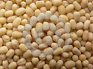 Yellowish white Urad dal lentils