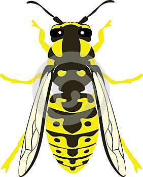 Yellowjacket