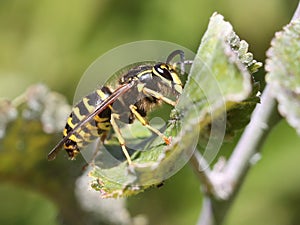 Yellowjacket on a Leaf