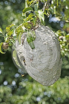 Yellowjacket Nest Hanging