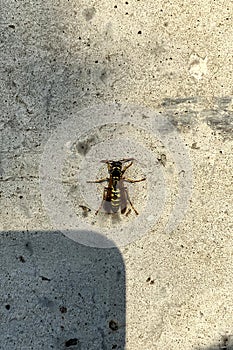 A Yellowjacket is sitting on a concrete wall